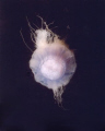   Jelly fish taken during safety stop  